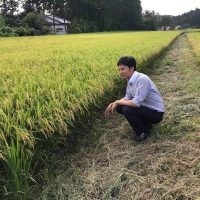 穂が垂れて収穫の時期が近づいています