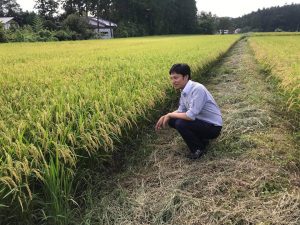 穂が垂れて収穫の時期が近づいています